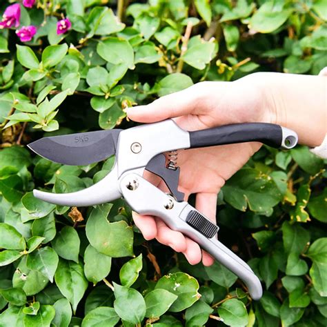 bonsai tree pruning shears